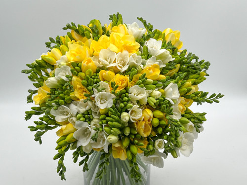Buchet 85 de frezii albe si galbene